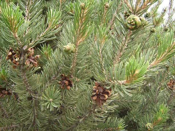 Colorado Pinyon Branches